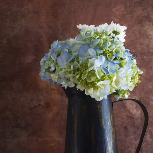 Hydrangeas