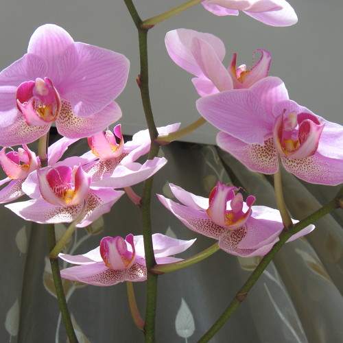 Photo #7738150