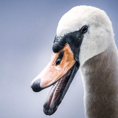 Photo #7738929