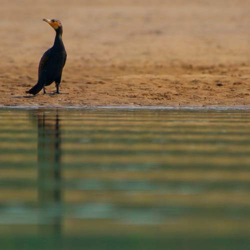 cormorant's morning