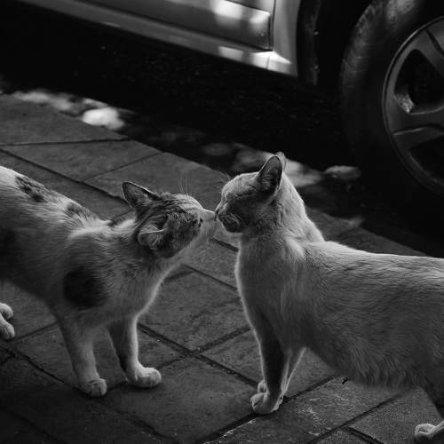 Photo #7740236