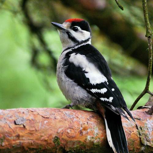 Photo #7740676