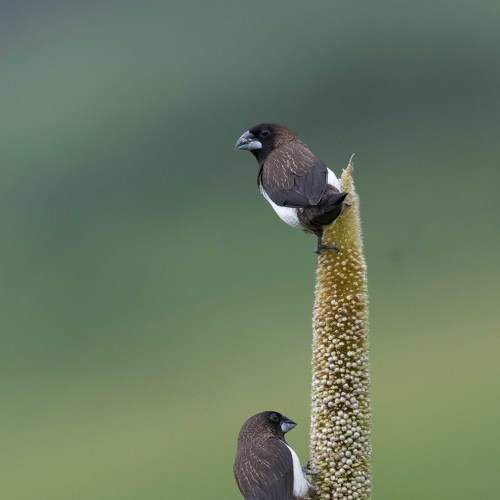 Tiny beauty in pose.