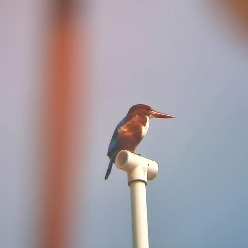 The Kingfisher