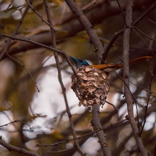Photo #7745259