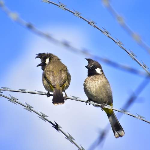 Indian himalayan bulbul