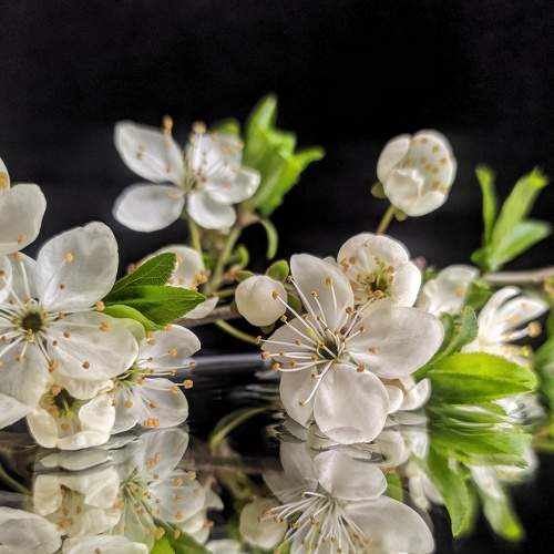 Photo #7747225