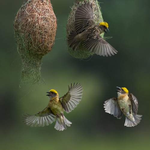 Tiny bird in action.