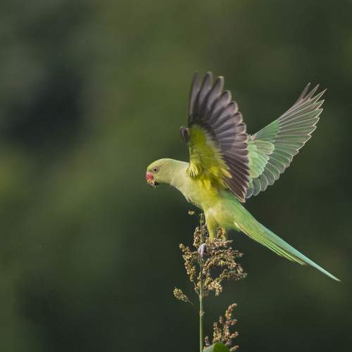 Power of wings.