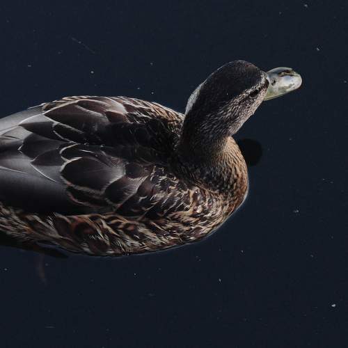 Photo #7752987