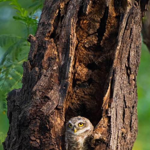 Spotted Owlet