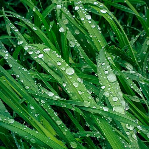 Green sea