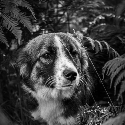 lonely dog