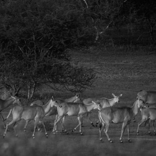 Large India antelope