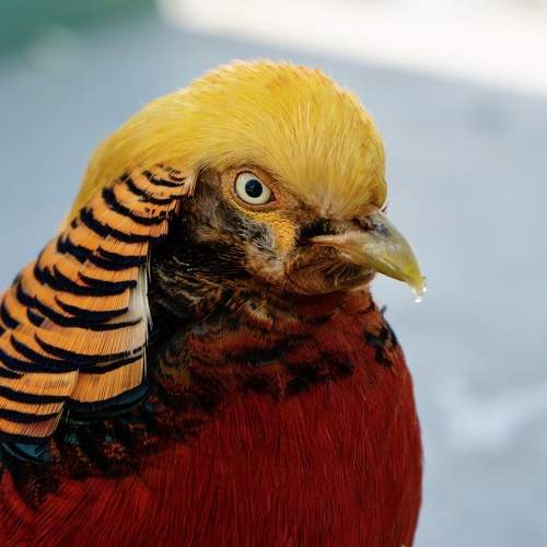 Золотой фазан