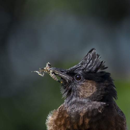 The last moment of robber fly...
