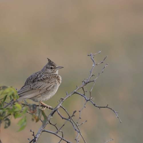 Photo #7758022