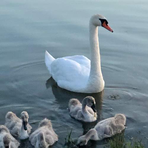 Photo #7759464