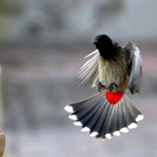 FULL FLAPS, BRRAKES
