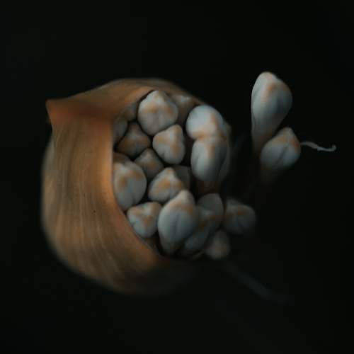 Soft beauty