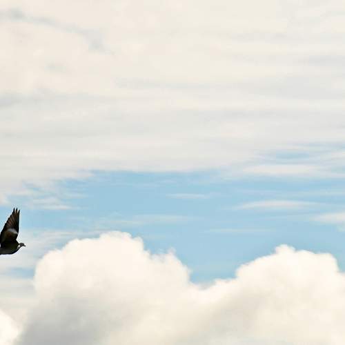 Pigeon