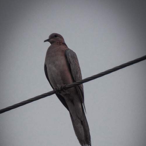 Photo #7766300