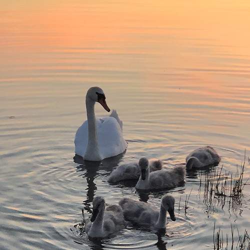 Photo #7766581