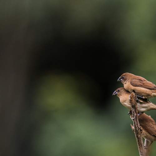 Photo #7767038