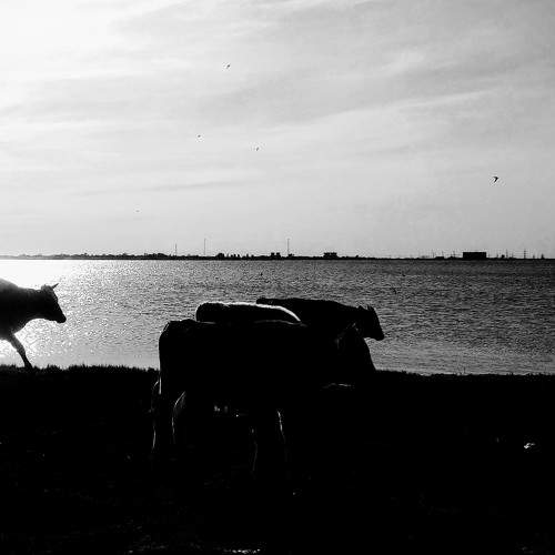 Photo #7768883