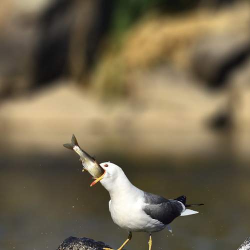 Photo #7770709
