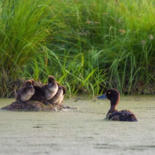 Photo #7771833