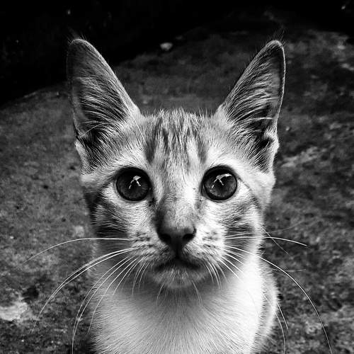 Photo #7773674