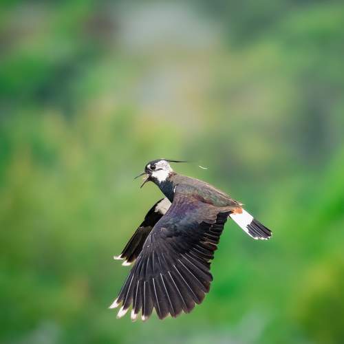 Northern Lapwing