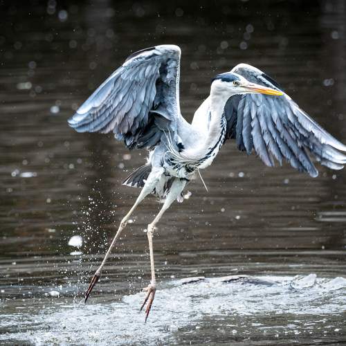 Heron shower