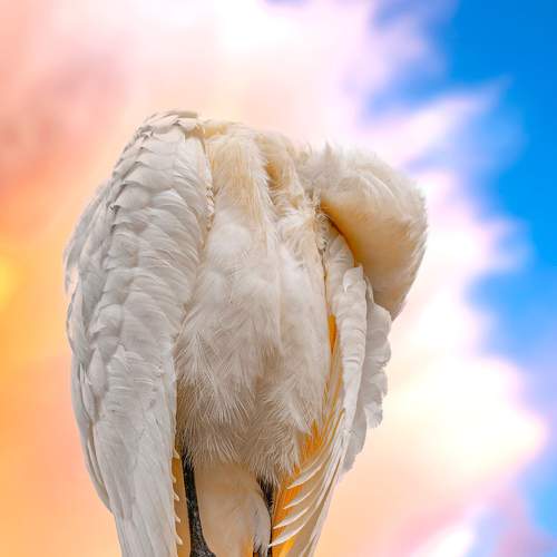 headless heron