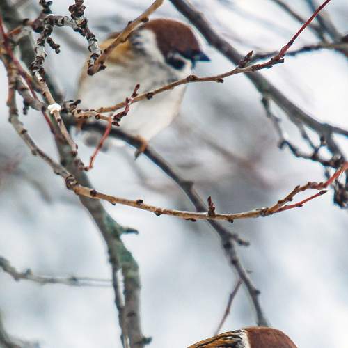Попугаи России
