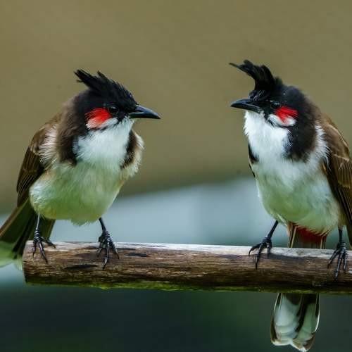 Photo #7777116