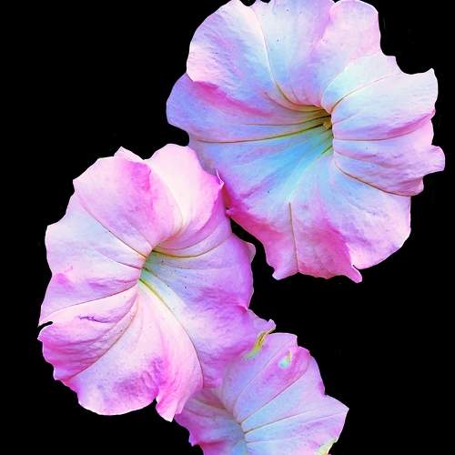 Photo #7777165