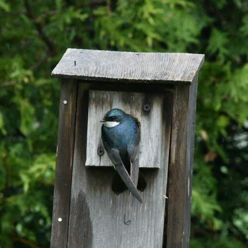 Photo #7780005