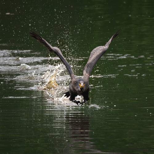 Photo #7780075