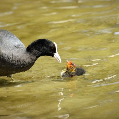 Photo #7780582