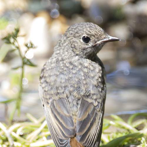 Photo #7780629