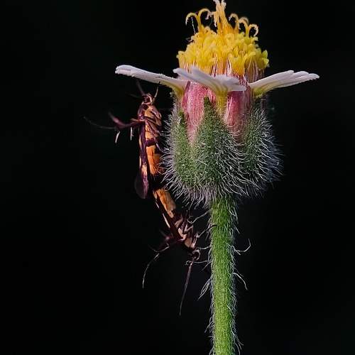 Mating Love