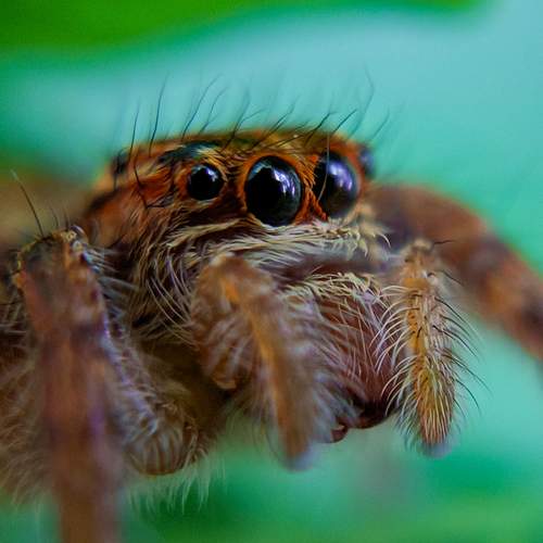 Beauty of Spider
