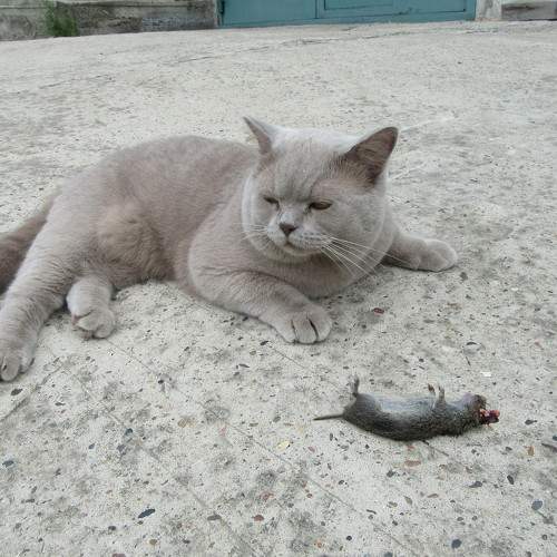 Photo #7790531