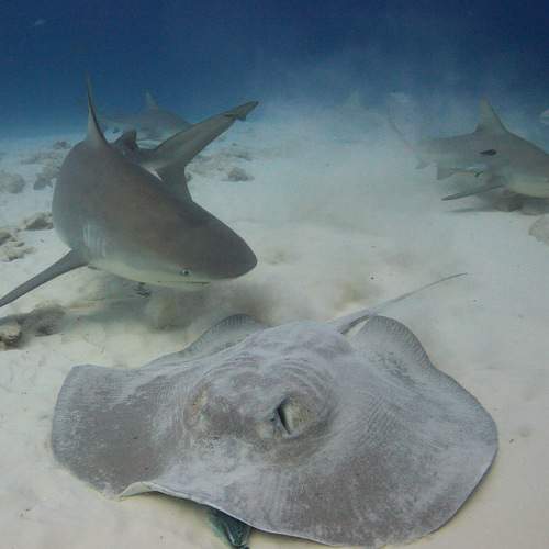 Photo #7791194