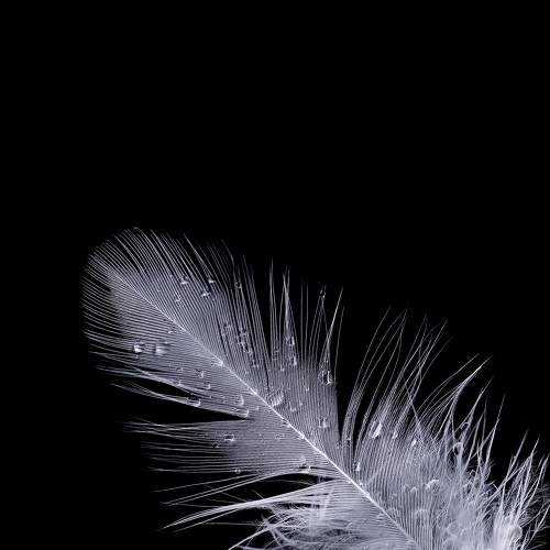 Photo #7793770