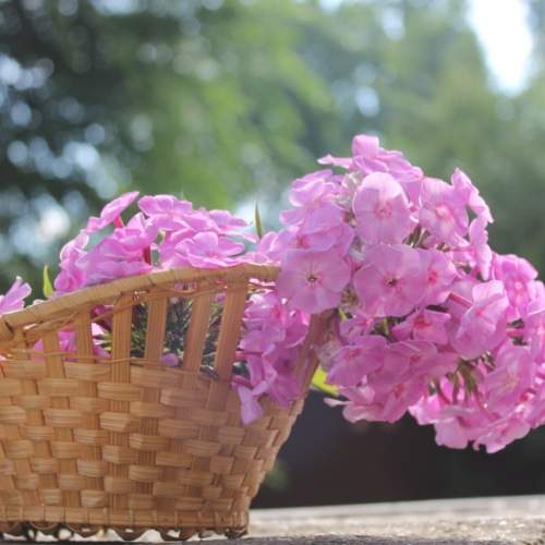 Photo #7795297