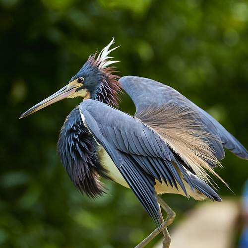 Tricolor Heron