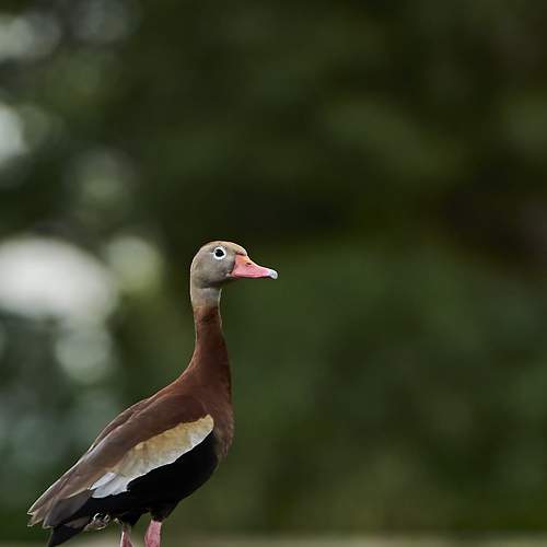 Black-bellied Whistling-ducks